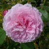 Rosa James Galway Englische Rose